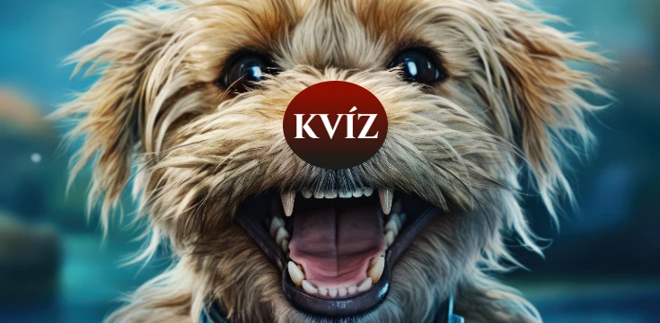 kvíz, všeobecný prehľad