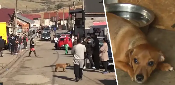 slovensko tyrane psy peticia zakaz chovu zvierat v osadach