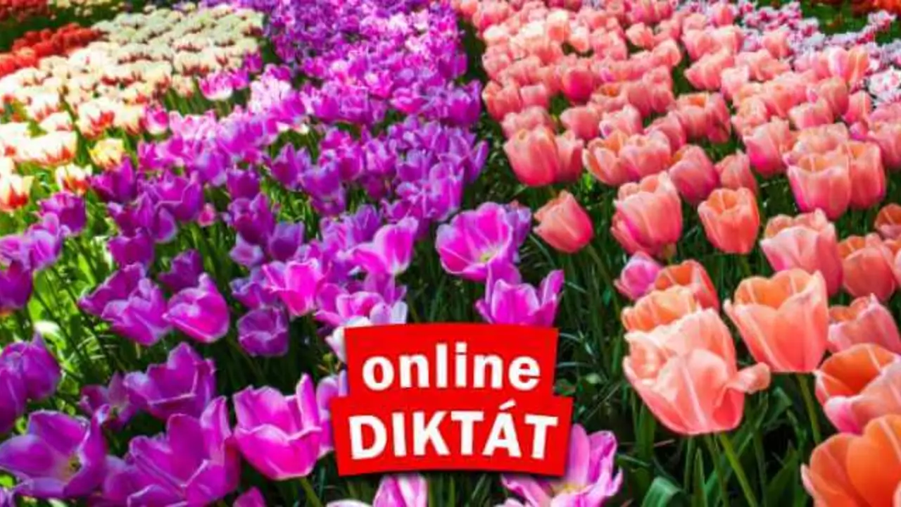 online diktat 1