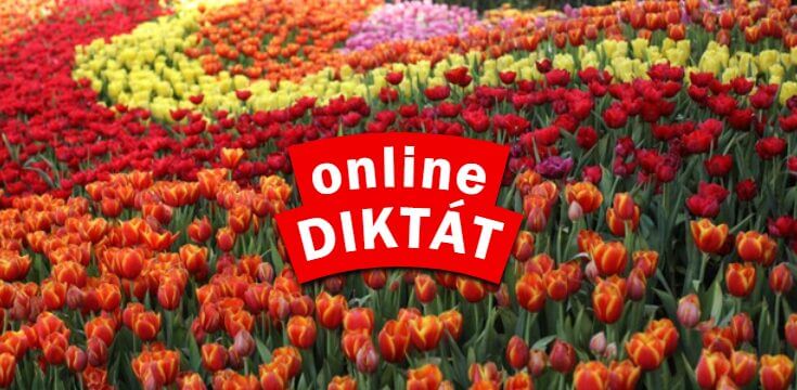 online diktat