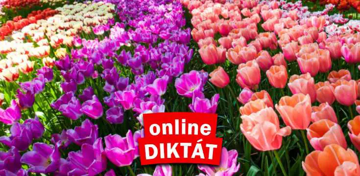 online-diktat-3