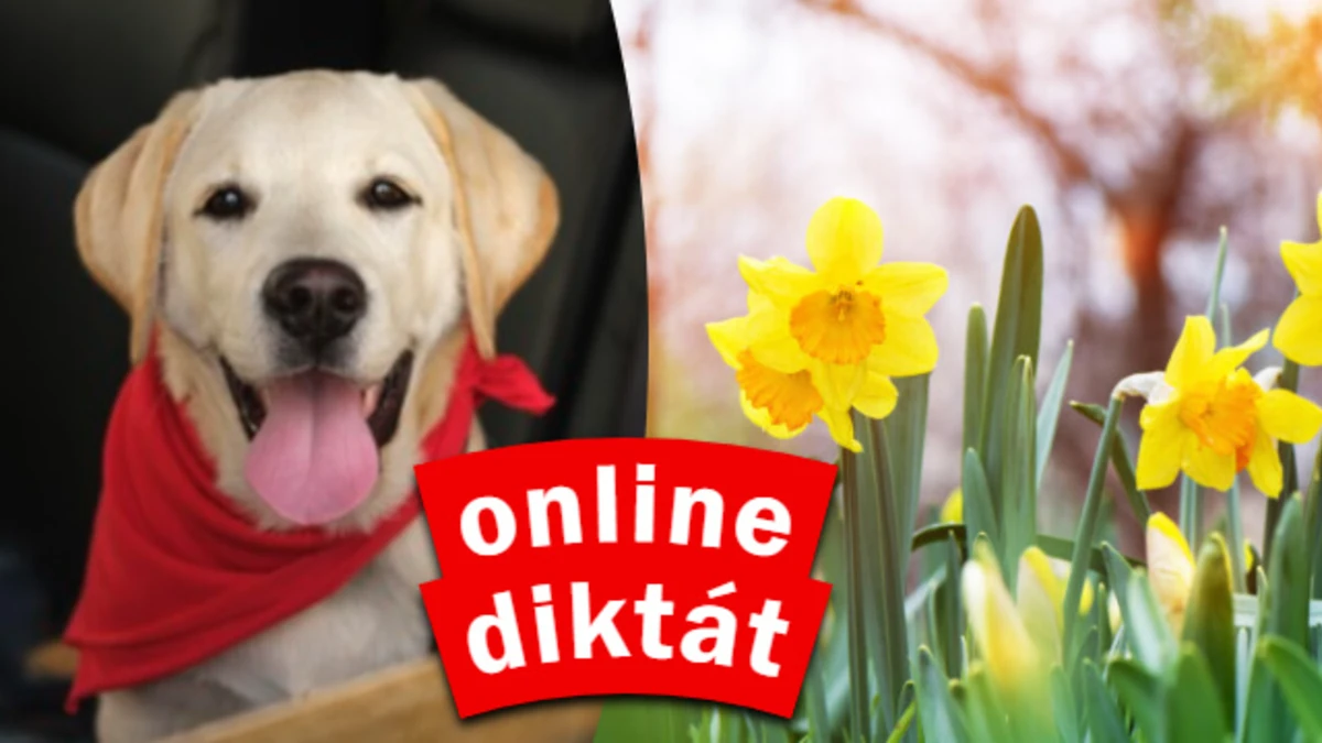 online diktát