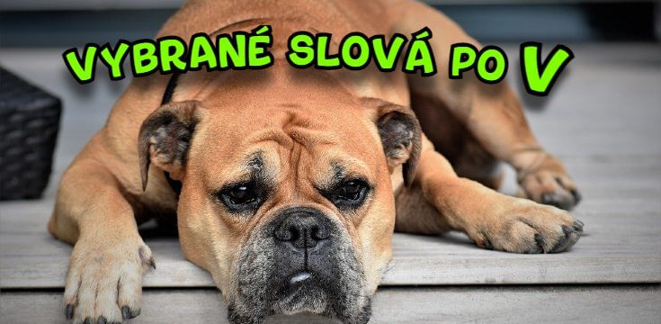 vybrané slová online diktát cvičenie