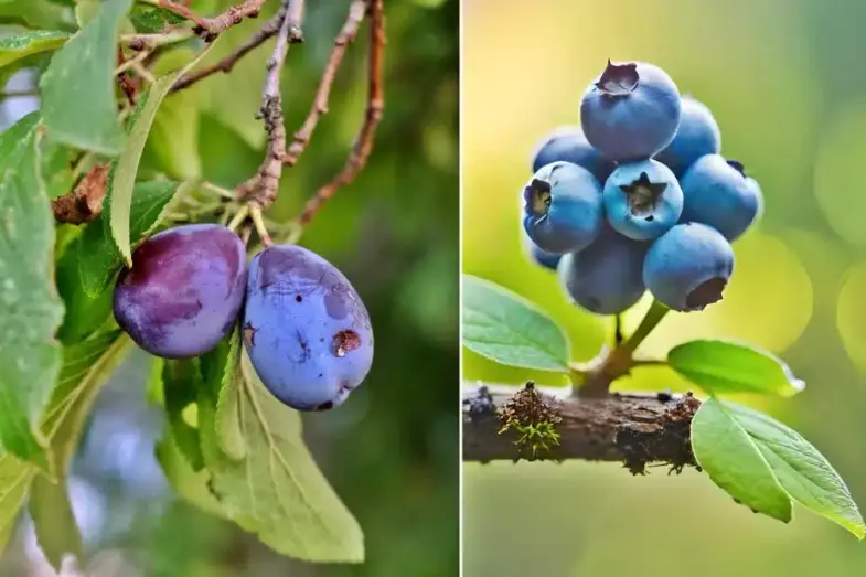 Je to strom alebo ker? Predveďte, či sa vyznáte v drevinách 6 dreviny
