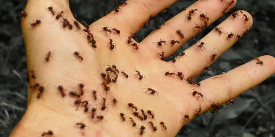 vedomostný kvíz o mravcoch