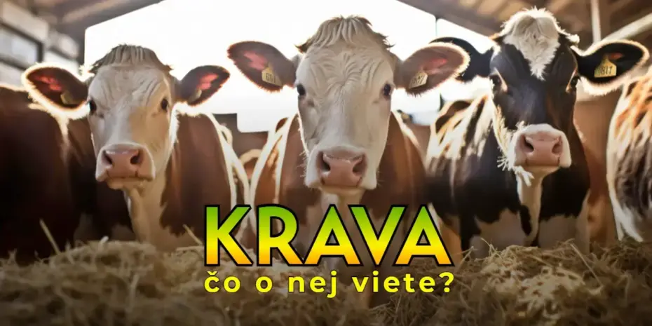 Kvíz pre milovníkov zvierat: Koľko toho viete o kravách? 1 Vedomostný kvíz o krave