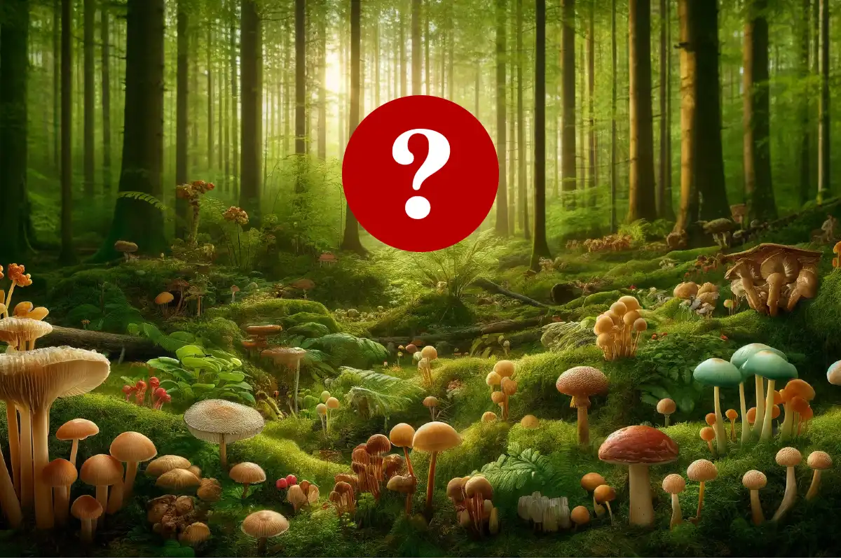 Viete rozoznať huby? Otestujte svoje znalosti v našom kvíze 1 kvíz huby