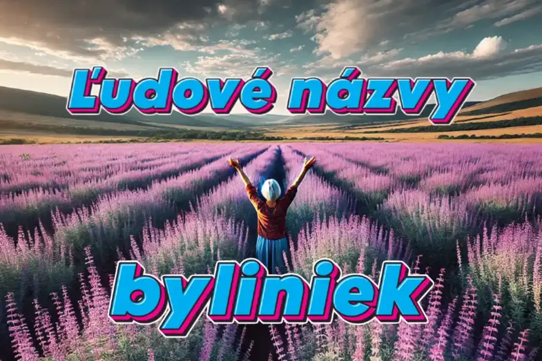 Babské ucho, Madlinka alebo Boží bič: Poznáte ľudové názvy byliniek? 11 Ludove nazvy byliniek 2