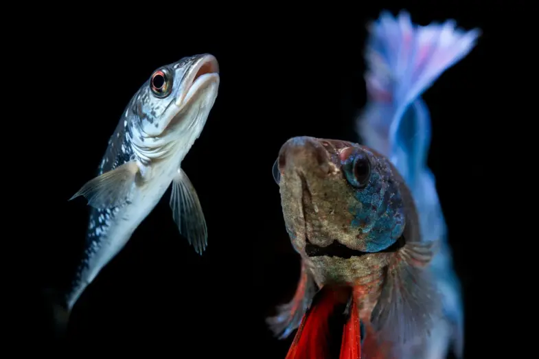 Toto ste vždy chceli vedieť: Pijú ryby vodu? 1 piju ryby vodu