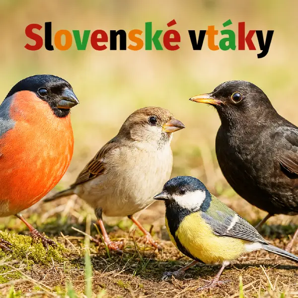 Spoznajte slovenské vtáky v zábavnom vedomostnom kvíze 2 slovenske vtaky 1
