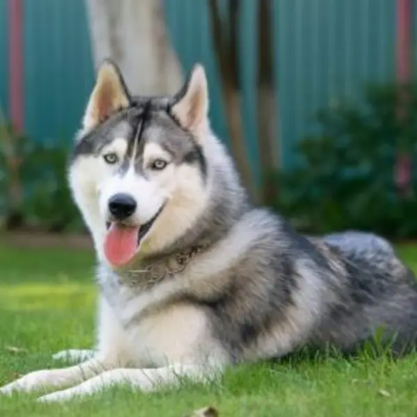 Zaujímavý kvíz s 9 otázkami preverí váš všeobecný prehľad 3 husky