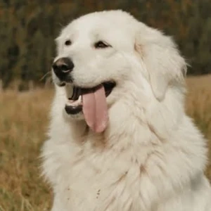 Seniori, poďte sa zabaviť: Tento kvíz je presne pre vás 3 pes