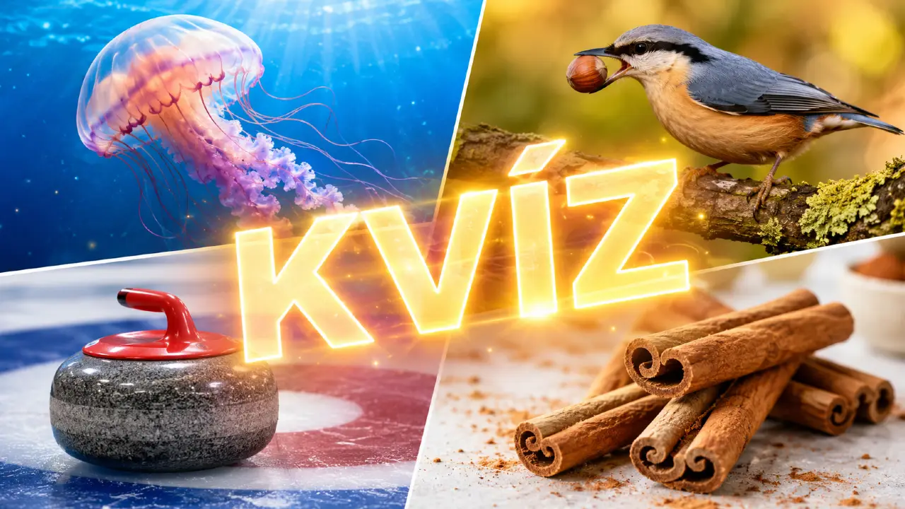 skorica