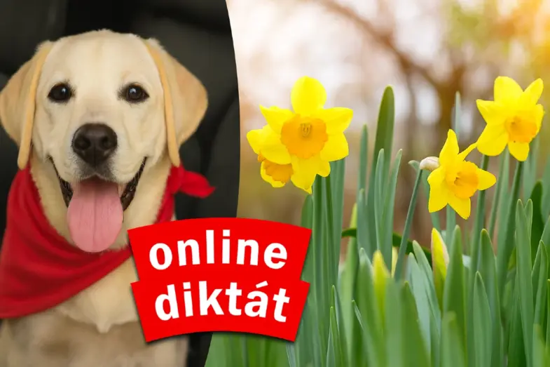 Online diktát: Nájdete všetky chyby a porazíte ostatných? 13 online diktát